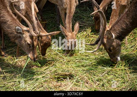 Quattro cervi mangiano erba in un campo. Un cervo sta mangiando erba con la testa giù. Gli altri tre cervi stanno mangiando erba con la testa in alto Foto Stock