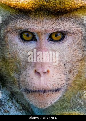 Fissare Toque Macaque Foto Stock