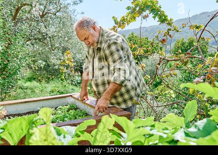Giardiniere barbuto che lavora nell'orto, piantando lattuga Foto Stock