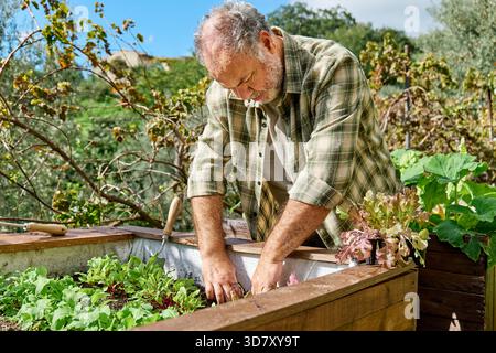 Giardiniere barbuto che lavora nell'orto, piantando lattuga Foto Stock