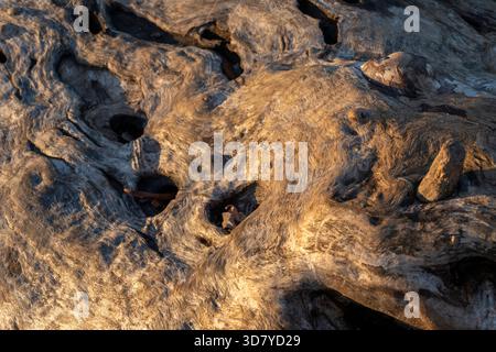 La luce del sole dorata proietta un caldo bagliore sulla superficie ruvida del fiume, rivelando motivi intricati e piccoli fori vicino a una tranquilla sponda del fiume nel piano Foto Stock