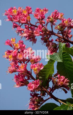 Castagno di Cavallo con fiore di esculo rosso Foto Stock