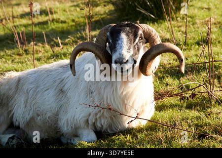 pecore dalla faccia nera con enormi corna ricurve distese in un campo cashel glencolumbkille county donegal repubblica d'irlanda Foto Stock