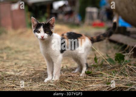 Piccolo gattino bianco nero, beige e bianco che cammina per terra nella fattoria, sembrando curioso Foto Stock