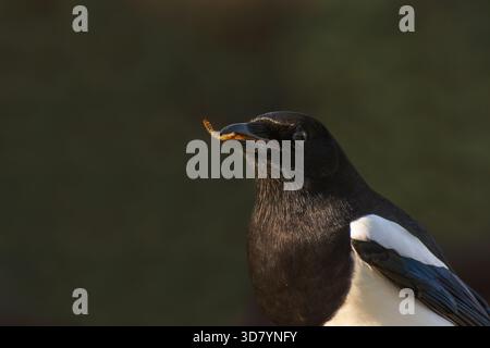 Magpie con un verme essiccato in bocca. Comportamento degli uccelli. Cibo per uccelli. Inghilterra. Autunno. Foto Stock