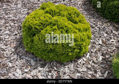 Conifere nane Thuja occidentalis 'Mirjam' nel pacciame Garden Bark Foto Stock