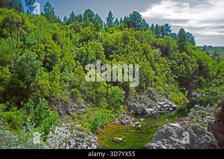 Ampio colpo di un torrente di montagna circondato da rocce, cespugli e alberi. Ripresa alla luce del giorno nel mezzo di una foresta. Foto Stock