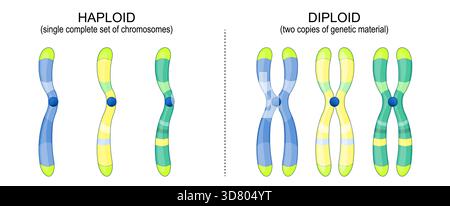 Differenza tra cromosoma diploide e aploide. Due copie di materiale genetico e un unico set completo di cromosomi. Illustrazione vettoriale Illustrazione Vettoriale