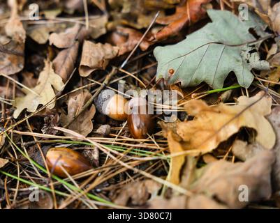 Un cono di pino poggia su un tronco caduto tra foglie secche e aghi di pino, creando un suggestivo primo piano nella foresta. Foto Stock