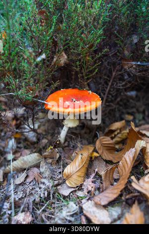 Sul fondo della foresta crescono tre piccoli funghi con cappucci arancio-gialli, composti da foglie cadute, aghi di pino e pezzi di corteccia. Foto Stock