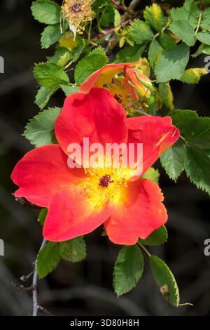 Rosa foetida "Austrian Copper" Rose Flower Foto Stock