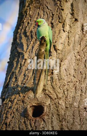 Parcheggio con collo ad anello arroccato su un ramo d'albero sopra il nido Foto Stock