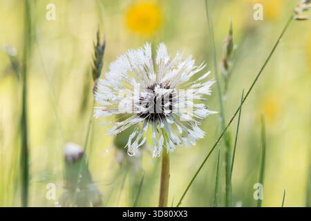 Dente di leone comune (Taraxacum officinale), indructescenza con rugiada mattutina, Germania Foto Stock