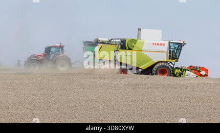 Mietitrebbia di grandi dimensioni che attraversa un campo di grano invernale pronto per il raccolto, senza erbe selvatiche, agricoltura convenzionale, Germania, Baviera Foto Stock