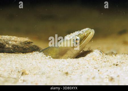 Anguilla, anguilla europea, anguilla di fiume (Anguilla anguilla), sepolta nella sabbia, sbirciante con la testa, Germania Foto Stock