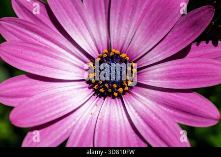 I vivaci petali rosa si irradiano dal centro blu e giallo di una margherita. Daisy africana che cresce in un giardino a Comox, BC. Foto Stock