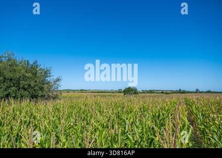 Una vista panoramica di un enorme campo di granturco maturo (mais) che si estende all'orizzonte sotto un cielo azzurro perfettamente limpido. Rappresenta un'agricoltura su larga scala Foto Stock