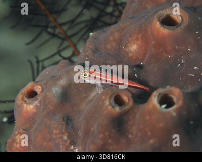 Piccolo pesce rosso, tripletta a strisce (Helcogramma striata), giace su una spugna marina sul fondo dell'oceano. Sweet Reef Dive Site, Penyapangan, Bali, Indonesia Foto Stock