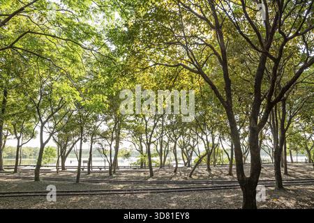 Foresta con ferrovia, girato al Luodong Forestry Culture Garden, Yilan, Taiwan, Asia Foto Stock