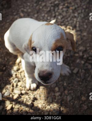 Un cucciolo giovane con un look chiaro, un ritratto da vicino. Cane bianco con macchie marroni e orecchie appese Foto Stock