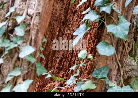 Corteccia marcio di un albero molto vecchio con uno sfondo molto bello Foto Stock