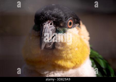 Il pappagallo dalla testa nera ha un cappuccio nero dalla fronte alla nuca e una fascia arancione ruvida sul collo posteriore Foto Stock