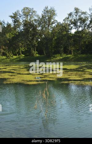 Pipa lago a Taitung Forest Park, Taiwan, Asia Foto Stock