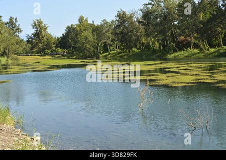 Pipa lago a Taitung Forest Park, Taiwan, Asia Foto Stock