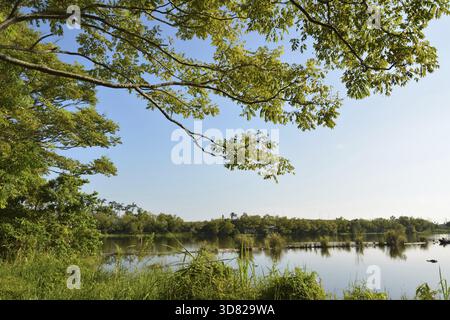 Laghetto di registro, girato a Luodong cultura forestale giardino, Yilan county Foto Stock