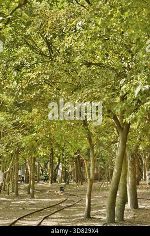 Foresta con ferrovia, girato al Luodong Forestry Culture Garden, Yilan, Taiwan, Asia Foto Stock