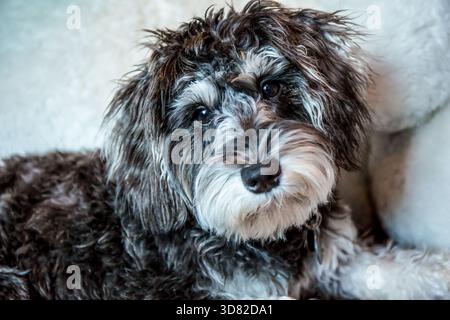 Issaquah, Washington, Stati Uniti. Cucciolo di Schnoodle di sette mesi, "Junho", seduto di fronte a un grande orso imbottito. Gli Schnoodles sono un mix tra uno Schnauzer Foto Stock
