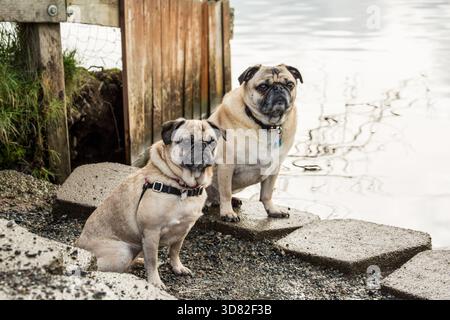 Redmond, Washington, Stati Uniti. Due Pug fawn, Buddy e bella Boo, in posa vicino al fiume Sammamish nel Marymoor Park. (PR) Foto Stock