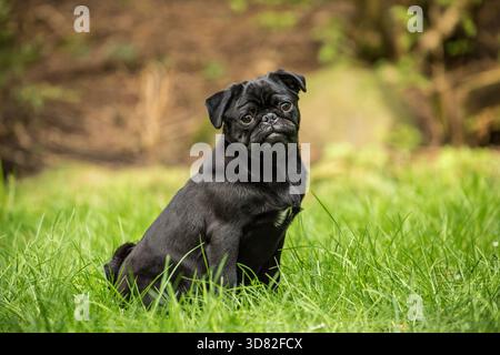 Issaquah, Washington, Stati Uniti. Kato, un cucciolo nero di Pug seduto nel prato erboso. (PR) Foto Stock