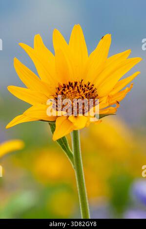 Catherine Creek Preserve, Washington, USA. Arrowleaf Balsamroot (Balsamorhiza sagittata) fiori selvatici. Foto Stock