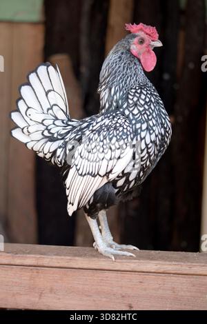 il gallo si trova su una recinzione Foto Stock