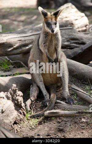 Il wallaby della palude ha pelliccia marrone scuro, spesso con le zone arrugginite più chiare sulla pancia, sul petto e sulla base delle orecchie. Foto Stock