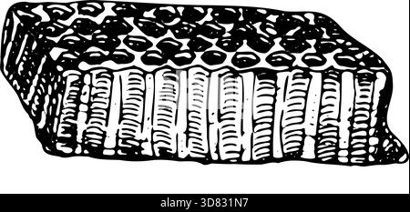 Illustrazione vettoriale a nido d'ape isolata su sfondo trasparente. Schizzo a nido d'ape in stile vintage lineare. Illustrazione Vettoriale