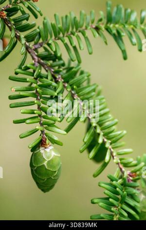 Cono Tsuga diversifolia, cono Hemlock Tsuga del Giappone settentrionale Foto Stock