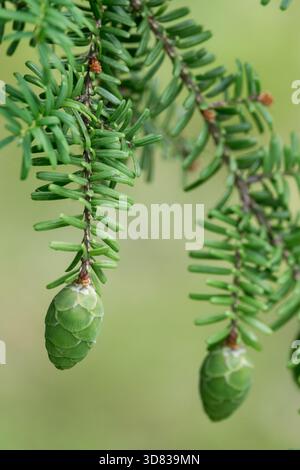 Coni di Hemlock del Giappone settentrionale Tsuga diversifolia Foto Stock