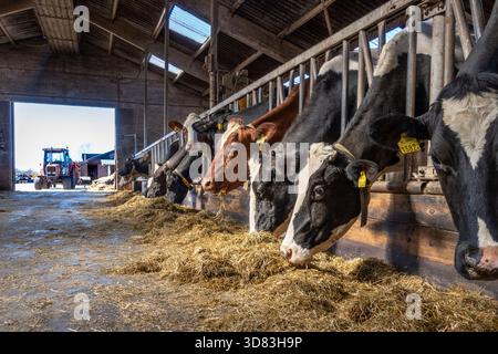 Le mucche di fila mangiano fieno in un fienile che si piega verso il basso per dargli da mangiare, attraversa le sbarre Foto Stock