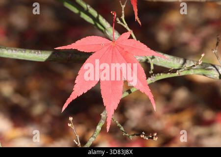 Singola foglia d'acero giapponese autunnale rosso cremisi illuminato dal sole. Acer palmatum "Ōsakazuki" Foto Stock