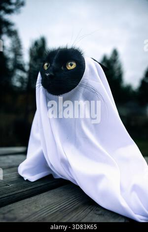 Black Cat Halloween Ghost ET Costume Foto Stock