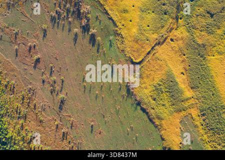 Vista aerea astratta di una zona di transizione naturale. La vegetazione mista verde, gialla e marrone mostra un forte contrasto di colore tra i diversi habitat di prateria e macchia in autunno. Foto Stock