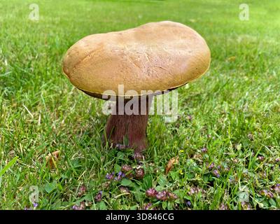 I funghi bruni crescono sull'erba verde Foto Stock