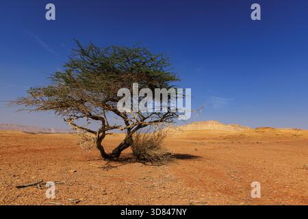 Albero solitario nel deserto del Negev, Israele. Foto Stock