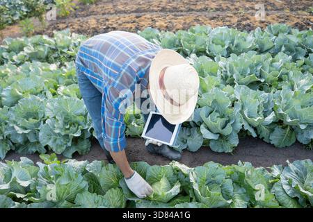 Gli agricoltori utilizzano la principale rete di dati in Internet, la tecnologia agricola, il lavoro sull'analisi dei dati raccolti tramite tablet, la tecnologia per il collegamento dati delle piantagioni Foto Stock