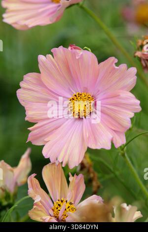 COSMOS bipinnatus Apricotta. COSMOS Apricotta, fiore annuale con fiori rosa piccante in estate. Giugno. Foto Stock