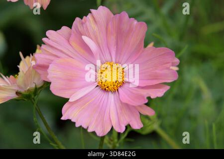 COSMOS bipinnatus Apricotta. COSMOS Apricotta, fiore annuale con fiori rosa piccante in estate. Giugno. Foto Stock