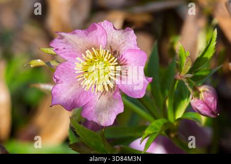 Vista ravvicinata del fiore di rosa di quaresima viola (Helleborus orientalis) Foto Stock