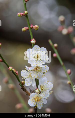 Vista ravvicinata dei fiori di ciliegio Sakura in primavera in Giappone Foto Stock
